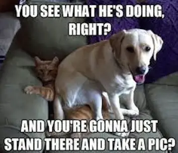 Desperate cat